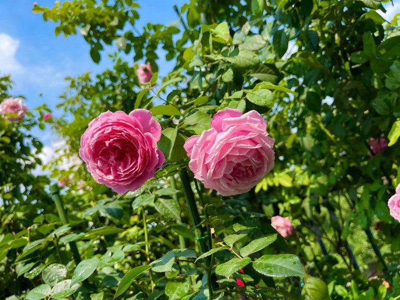 Roses in hot weather have burned leaves, follow these petals and still bloom beautifully - 9