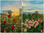 Nhà đẹp - Hoa hồng trong thời tiết nắng nóng bị cháy lá, làm theo cánh này vẫn nở hoa đẹp ngất ngây