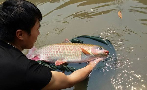 Loài cá đặc sản xưa dùng để tiến vua, thơm ngon vô cùng, người giàu săn lùng ráo riết, 800.000đồng/kg - 1