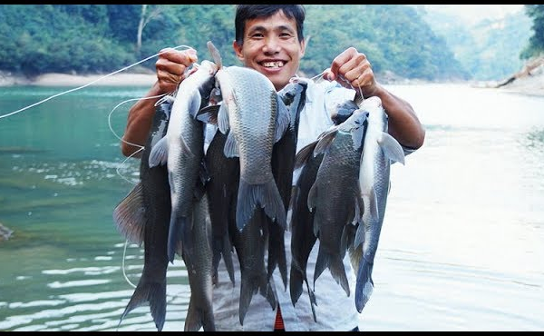 Loài cá đặc sản xưa dùng để tiến vua, thơm ngon vô cùng, người giàu săn lùng ráo riết, 800.000đồng/kg - 5