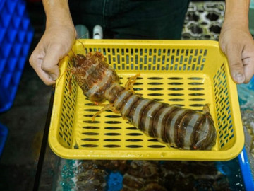 Ngon hơn cả tôm hùm, bề bề chúa siêu to khổng lồ giá hàng triệu đồng/kg vẫn cháy hàng