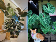 Nhà đẹp - 6 cây cảnh quý tộc, đặt ở phòng khách vừa sang trọng, ấn tượng lại chiêu tài hút lộc