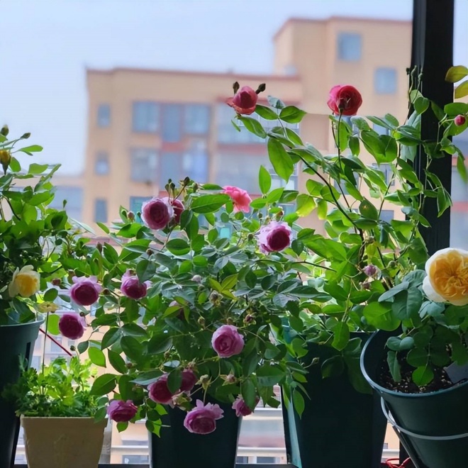 It takes 20 days to grow bonsai, create a garden on the balcony, enjoy a romantic life - 11