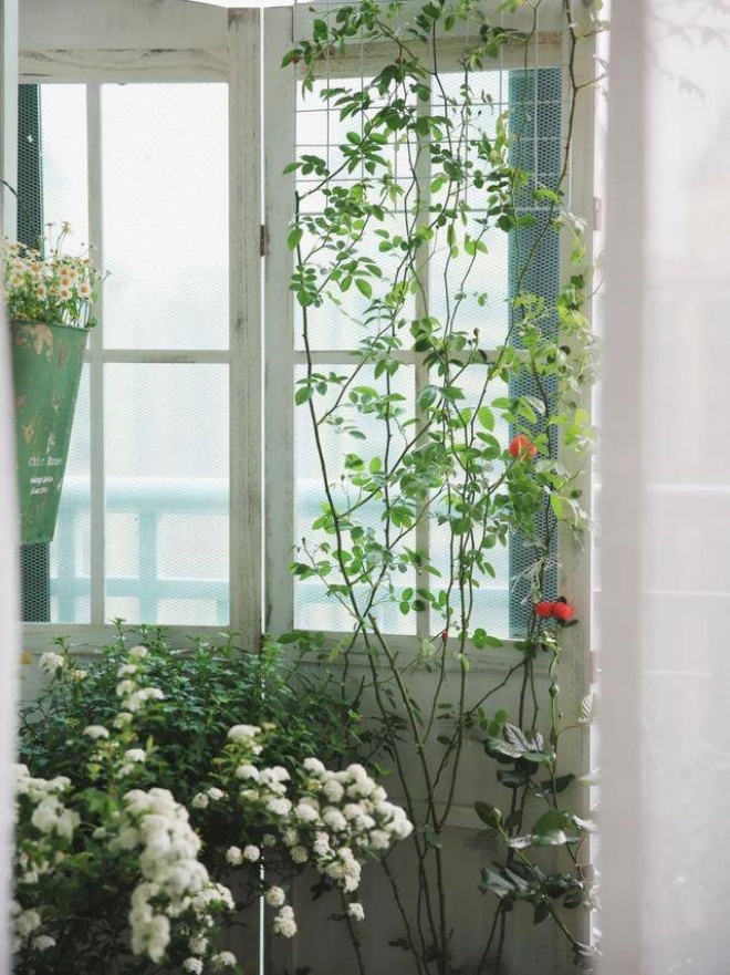 It takes 20 days to grow bonsai, create a garden on the balcony, enjoy a romantic life - 8