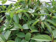 Bà bầu - Bà bầu ăn rau đay được không?