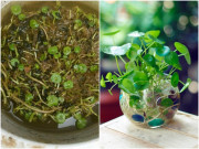 Nhà đẹp - Cỏ đồng tiền lá úa vàng, cắt mạnh tay rồi tưới ít nước này chồi mới đâm tua tủa
