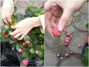 Nhà đẹp - 3 loại hoa người làm vườn lâu năm không bao giờ mua ngoài chợ, tất cả chỉ là lừa đảo