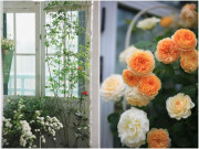 Nhà đẹp - Mất 20 ngày trồng cây cảnh, tạo vườn trên ban công, tận hưởng cuộc sống lãng mạn