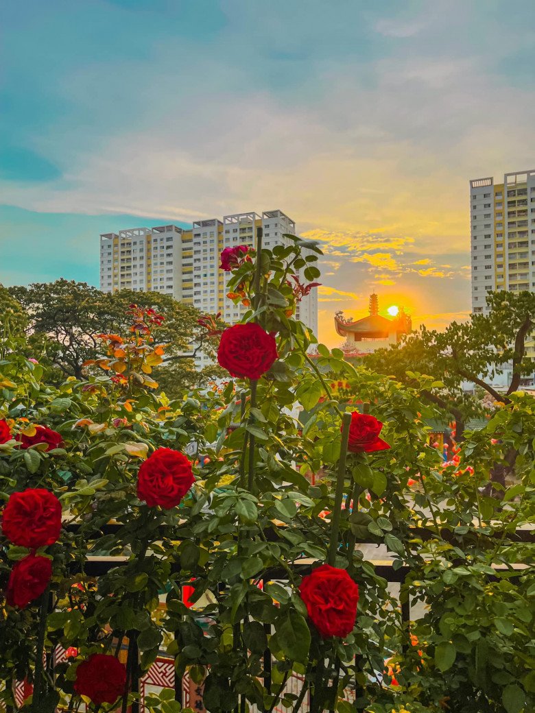 Trai đẹp Sài Gòn trồng hồng ngoại trên sân thượng, được khu vườn ngát hương, hoa cắm không xuể - 12