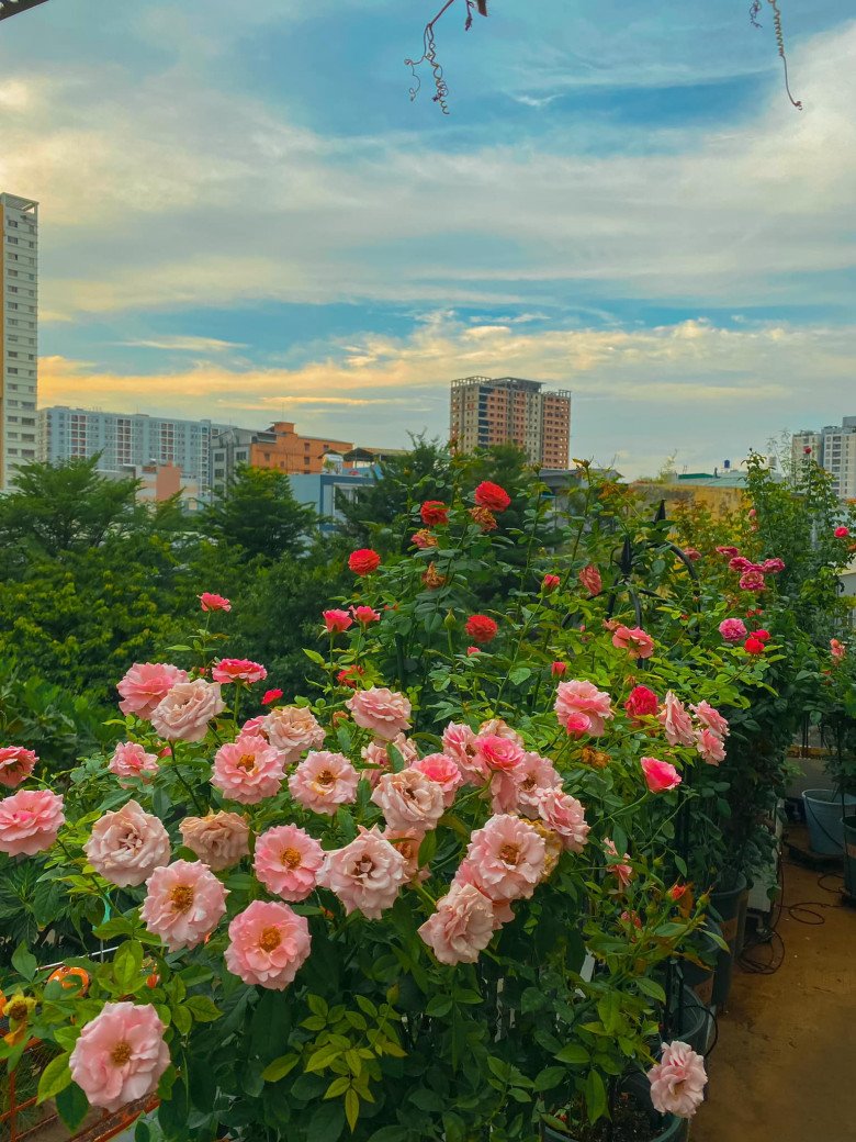 Trai đẹp Sài Gòn trồng hồng ngoại trên sân thượng, được khu vườn ngát hương, hoa cắm không xuể - 5