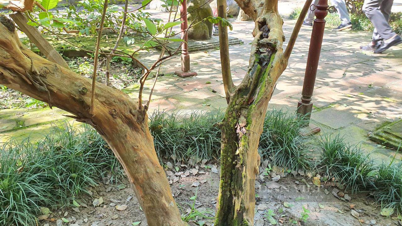 Thanh Hoa: The mystery of the 89-year-old guava tree is amp;#34;giggle amp;#34;  - 3