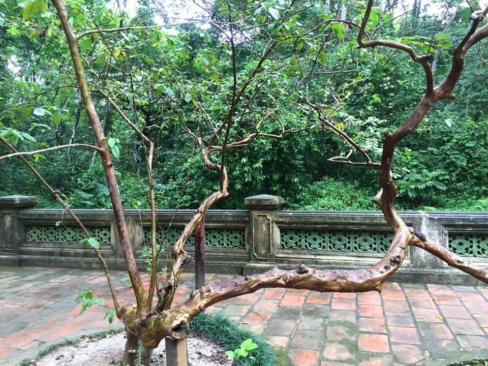 Thanh Hoa: The mystery of the 89-year-old guava tree is amp;#34;giggle amp;#34;  - 4