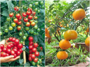 Nhà đẹp - 3 loại cây trồng bằng hạt vứt đi, mang vùi vào đất 2 tháng sau có cả vườn tốt um