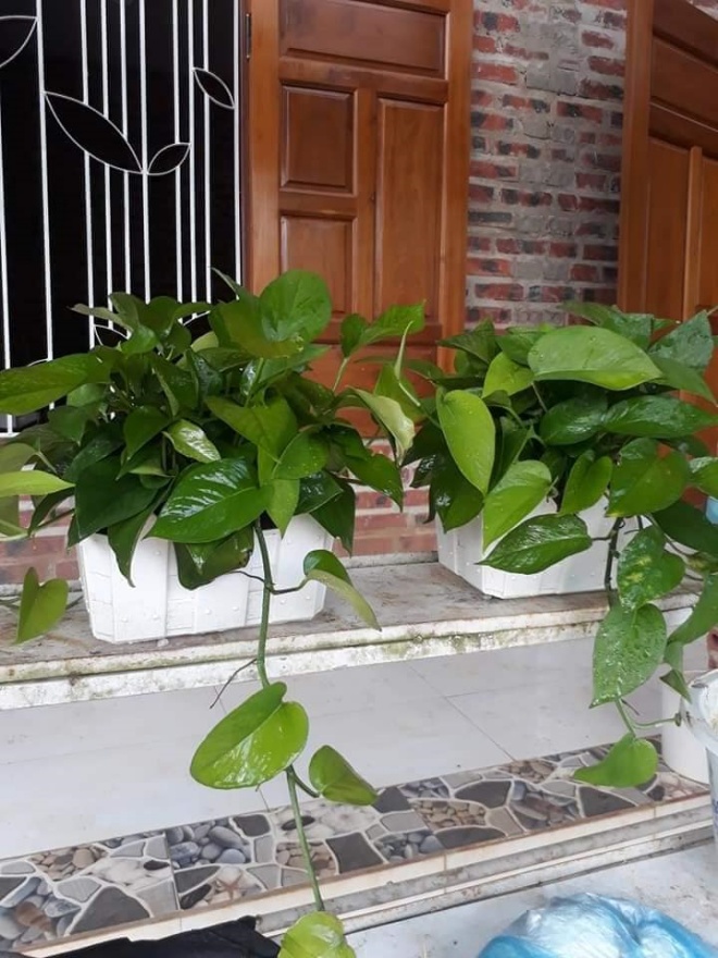 Planting betel nut trees should not be placed in these 2 places in the house, the yellow leaves will die immediately - 4