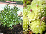 Nhà đẹp - Sốt xuất huyết sợ quá, trồng ngay cây cảnh bắt muỗi cực hiệu quả này