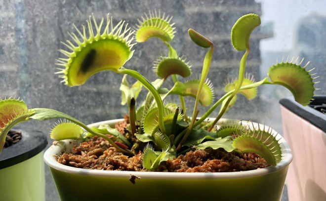 Dengue fever is so scary, immediately plant this extremely effective mosquito-catching bonsai - 3