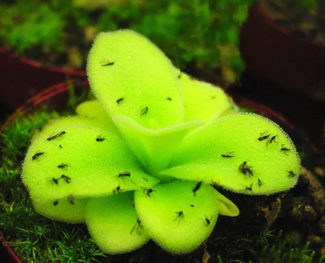 Dengue fever is so scary, immediately plant this extremely effective mosquito-catching bonsai - 6