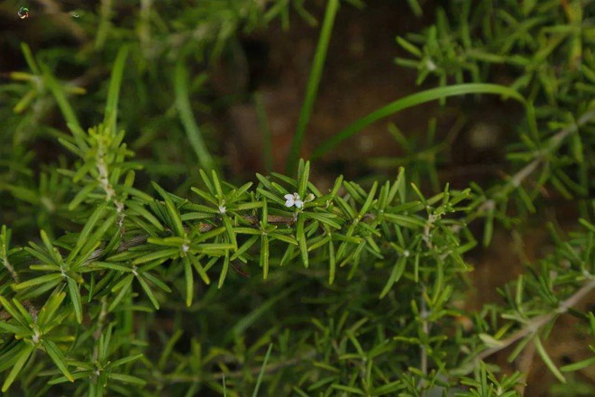 Dengue fever is so scary, immediately plant this very effective mosquito-catching bonsai - 8