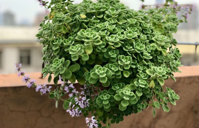 Dengue fever is so scary, immediately plant this very effective mosquito-catching bonsai - 10