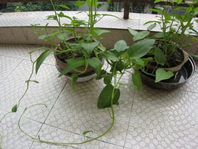 3 types of 2m long vines suitable for balcony planting, can be picked again and again all year round - 3