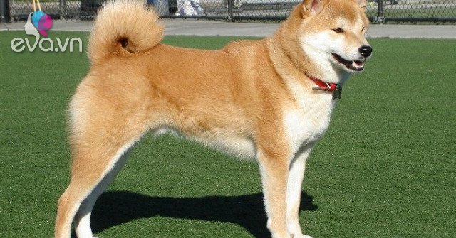 10 most popular Japanese dog breeds, popular in Vietnam