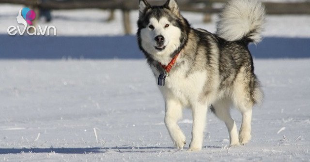 4 The most amazing and worthy Alaskan dog breeds today