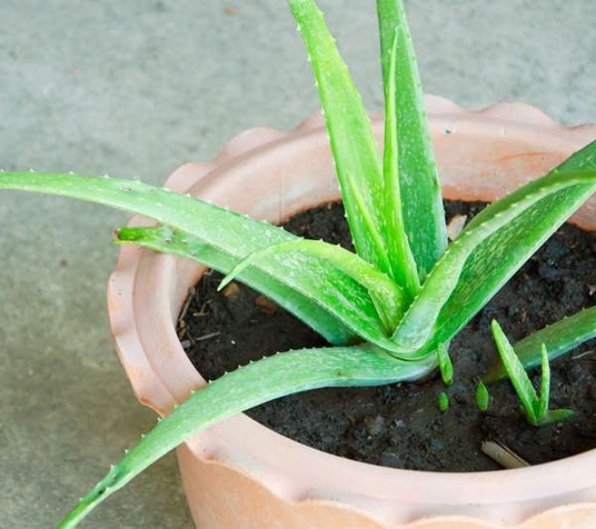 7 types of cheap plants suitable for new growers, rest assured that they will live anywhere - 3