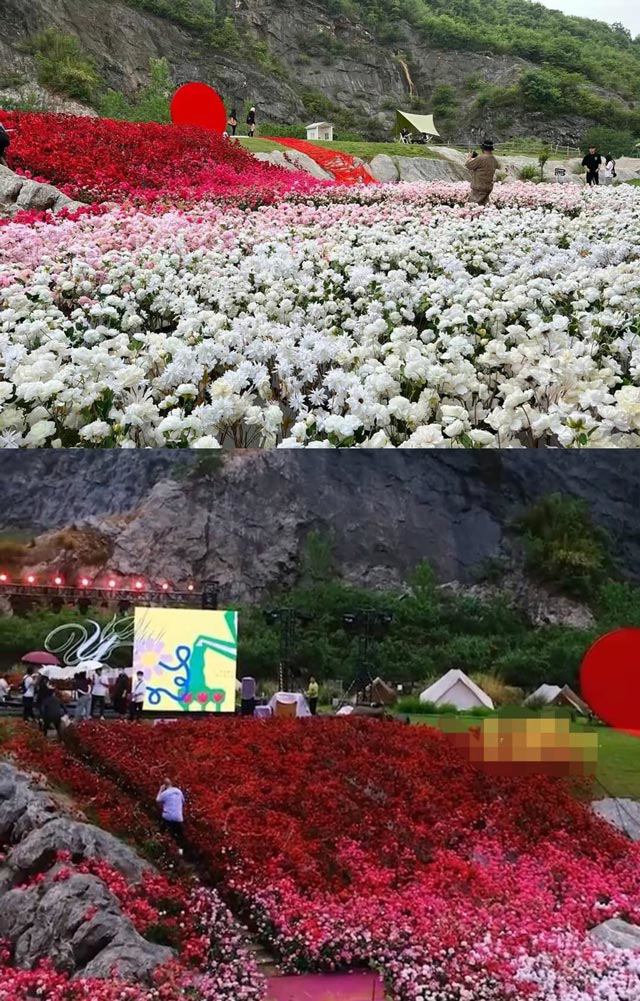 Chàng trai chi 1 tỷ mua 50.000 bông hoa để làm amp;#34;biển hoaamp;#34; cầu hôn bạn gái, CDM thán phục - 4
