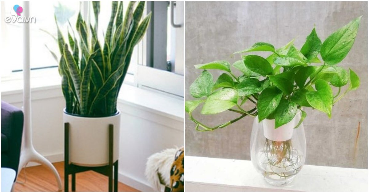 7 types of cheap plants suitable for new growers, rest assured that they will live anywhere