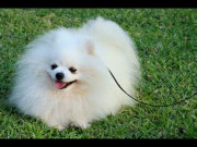 Nhà đẹp - Chó phốc sóc Pomeranian: Nguồn gốc, đặc điểm và những sự thật thú vị