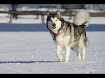 4 Giống chó Alaska tuyệt vời và đáng nuôi nhất hiện nay