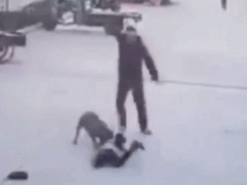  Clip: Bé gái bị chó pitbull tấn công giữa phố và màn giải cứu gay cấn 