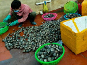 Tiêu dùng - Đặc sản nổi tiếng chỉ có ở Quảng Ninh, xưa giá rẻ, nay 450.000đồng/kg không mấy ai được thưởng thức