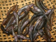 Xem ăn chơi - Đặc sản nổi tiếng Bến Tre, xưa đầy giờ khan hiếm vô cùng, người giàu ưa chuộng đến lạ, 350.000/kg