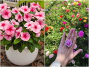 Nhà đẹp - 3 loại hoa cắt cành trồng xuống đất cũng ra rễ, chỉ cần sống sót sẽ nở thành biển hoa