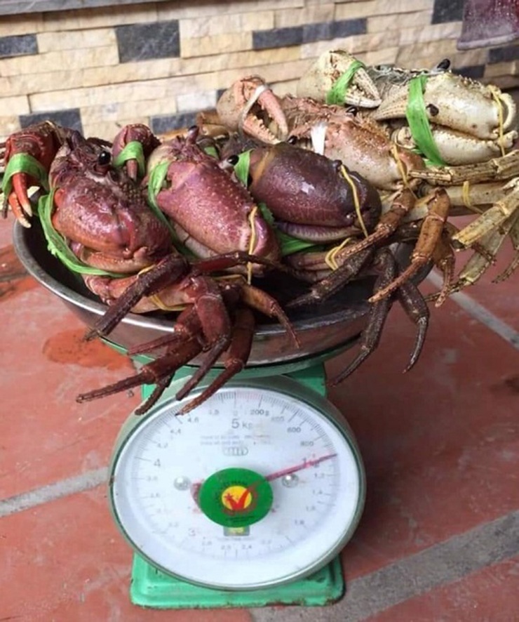 Famous specialty of Ha Giang, which only appears when it rains, once cheap, now rarer and rarer 170,000 VND/kg - 4