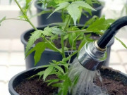 Nhà đẹp - Tưới cây cảnh cũng lắm công phu, muốn cây tươi tốt hãy thuộc lòng 5 "khẩu quyết" này