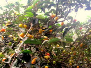 Tiêu dùng - Loại quả quê xưa có đầy không ai hái, giờ thành đặc sản rất đắt đỏ ở thành phố, 550.000đồng/kg