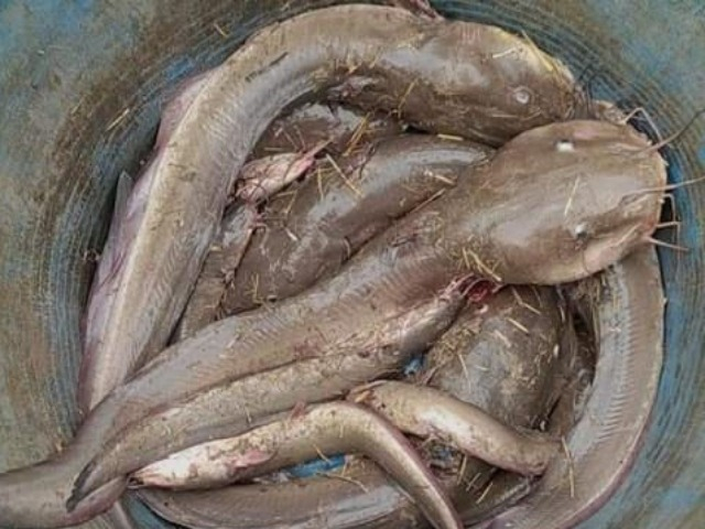 Đặc sản nổi tiếng Hậu Giang, xưa đầy không ai ăn, giờ được chị em thi nhau mua, 270.000 đồng/kg