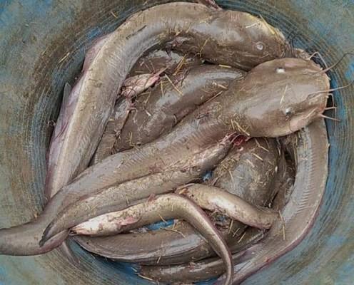 Cũng theo anh Vũ Lâm, cá ngát có nhiều ở miền Tây nhưng cá ngát Hậu Giang ngon hơn cả.