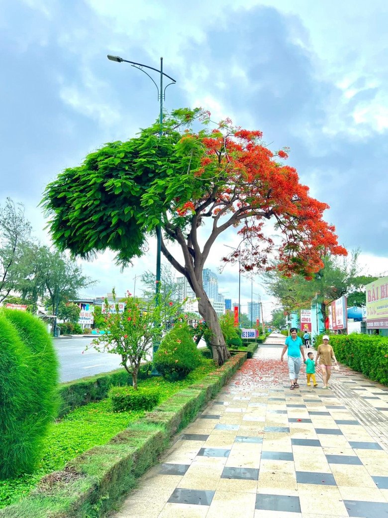 Cây phượng amp;#34;ngang ngượcamp;#34; bên lá xanh, bên hoa đỏ ở Vũng Tàu, CĐM thi nhau lý giải nguyên nhân - 2