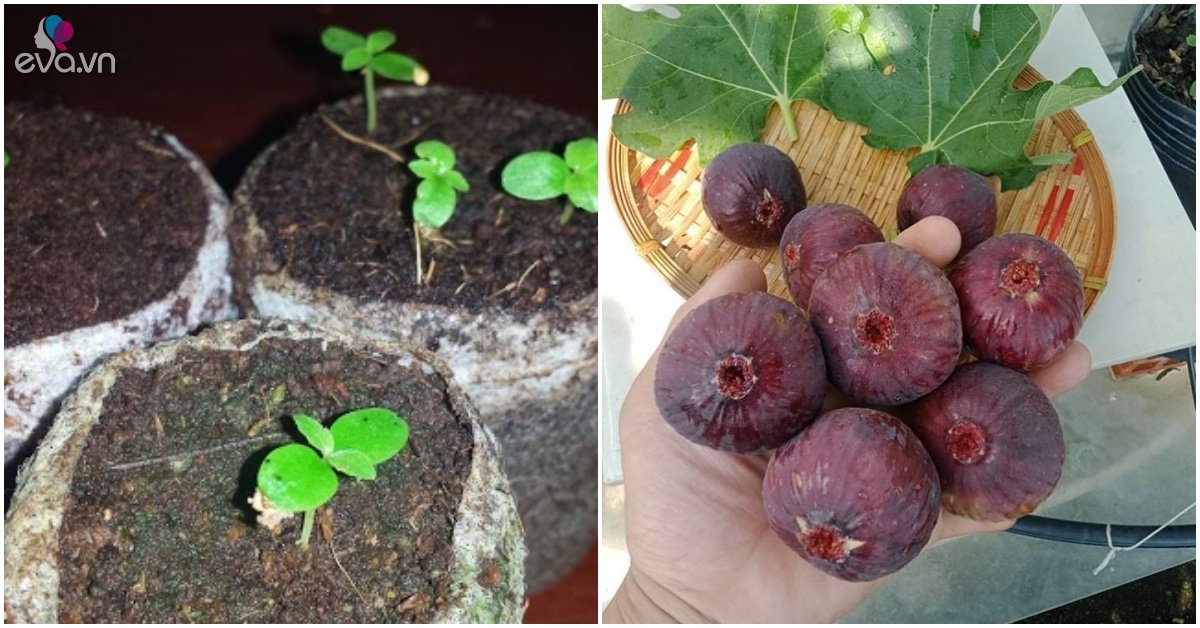 Take 1 of this fruit and bury it in the ground and grow into a seedling, up to 100 fruits each season