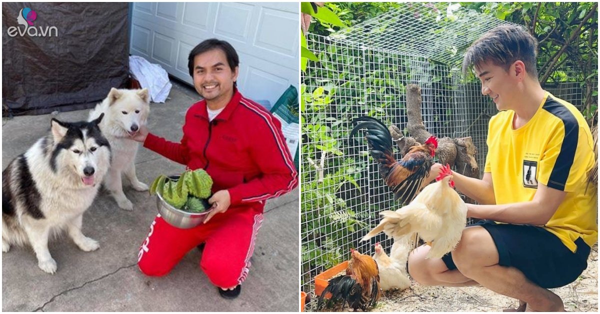 Dam Vinh Hung raises chickens, Hong Ngoc has enough eggs to eat