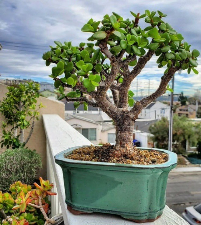 How to grow jade bonsai into ancient amp;#34;#34;  superiority?  - 4