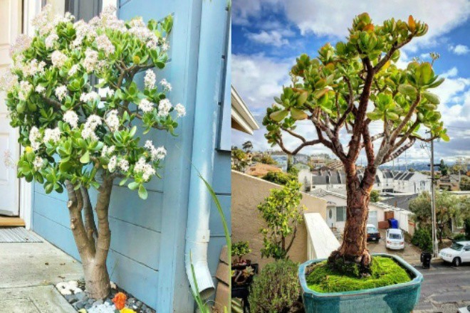 How to grow jade bonsai into ancient amp;#34;#34;  superiority?  - 7