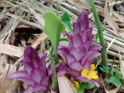 Xem ăn chơi - Đặc sản chỉ có ở Phú Yên, xưa đầy không ai hái, giờ người giàu muốn mua cũng khó