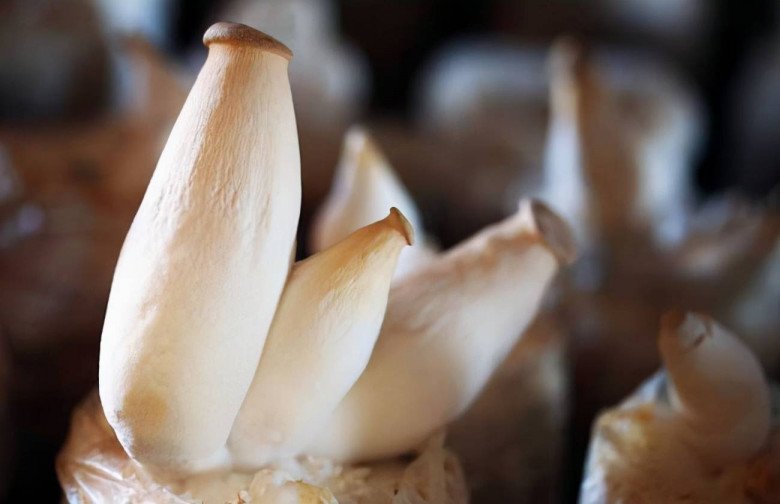 Buy chicken thigh mushrooms, don't choose big trees, growers tell you 5 surprising tips - 6
