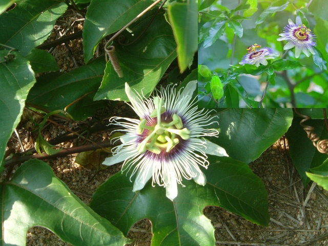 The woman who fell into the Yen Tu abyss for 7 days still miraculously survived, very lucky because she met the right season of the passionflower tree with this precious nutrient - 3