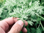 Bà bầu - Bà bầu có được ăn ngải cứu không? Lưu ý khi bà bầu ăn ngải cứu