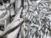 Tiêu dùng - Loại cá "nhà nghèo" xưa ra sông bắt về ăn, giá rẻ bèo, nay đổi đời thành đặc sản đắt đỏ 300.000 đồng/kg